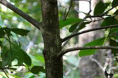 Alseodaphne semecarpifolia var. angustifolia